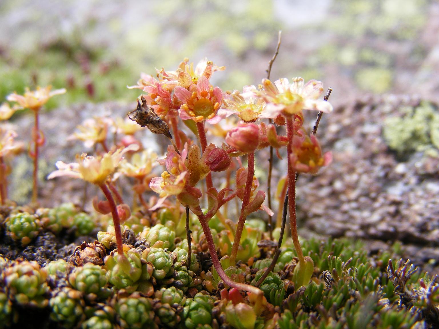 Saxifraga moschata Wulfen ???